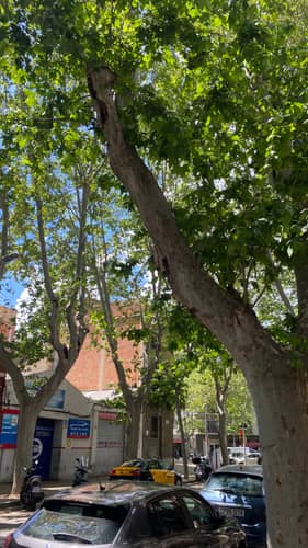 Barcelona 11