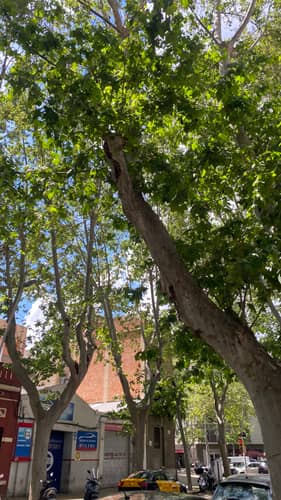 Barcelona 12